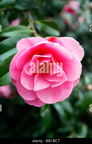 CAMELLIA WILLIAMSII. CRINKLES. Banque D'Images