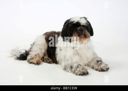 Shih Tzu de 10 ans s'est cisaillé Banque D'Images