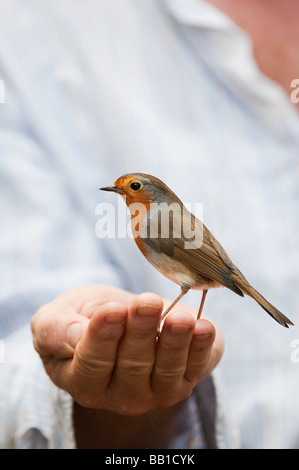 Erithacus rubecula aux abords. Robin debout sur un mans hand Banque D'Images