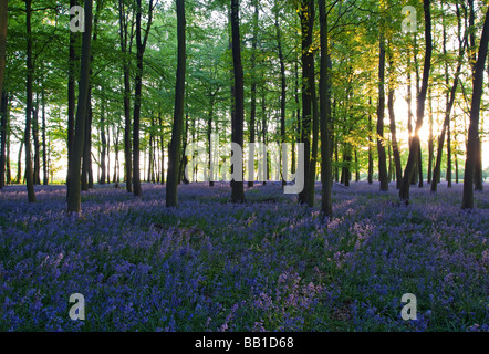 Ashridge jacinthes des bois Coucher de Buckinghamshire Banque D'Images