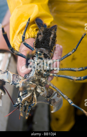 Avec des œufs de homard européen femelle Banque D'Images