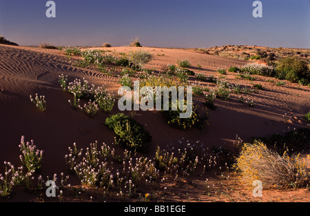 Fleurs sauvages dans les sables du désert, le Centre de l'Australie Banque D'Images