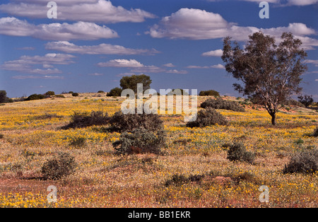 Fleurs sauvages dans les sables du désert, le Centre de l'Australie Banque D'Images