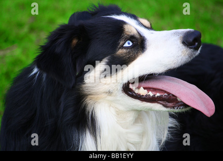 Haletant Border Collie à en l'air. Banque D'Images