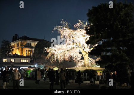 Le cerisier pleurant Gion (planté en 1949) est le point de repère et un point de rencontre majeur pendant la saison des cerisiers en fleurs dans le parc Maruyama, Kyoto JP Banque D'Images