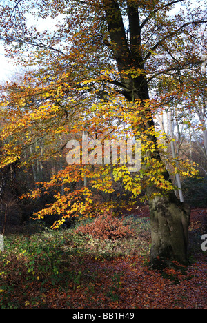 L'AFFICHAGE DES ARBRES FORESTIERS EN COULEURS DE L'AUTOMNE Banque D'Images