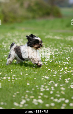 Shih Tzu de 10 ans s'est cisaillé Banque D'Images