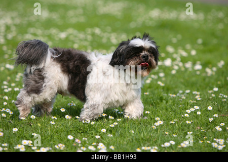 Shih Tzu de 10 ans côté cisaillé Banque D'Images