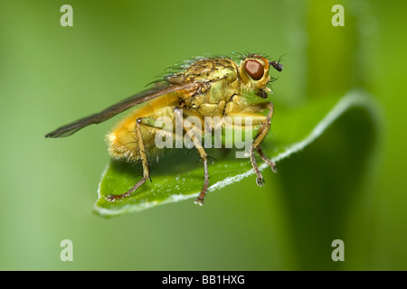 Scathophaga stercoraria Dung (jaune) voler au repos Banque D'Images