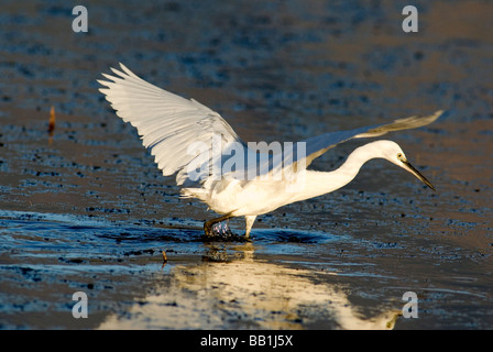 L'Aigrette garzette pêche en eau peu profonde avec des ailes ouvrir Banque D'Images