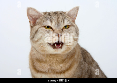 British Shorthair chocolat silver tabby Cat Banque D'Images