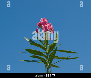 Floraison de lauriers roses dans le ressort de la Floride Nerium oleander Banque D'Images