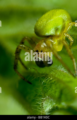 Un gros plan d'une araignée verte concombre sur feuilles d'orties Banque D'Images