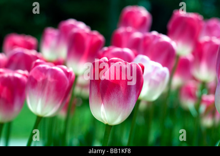 Le Parc de l'indépendance dans les rives du lac de Genève à Morges est rempli de fleurs de tulipes de toutes les formes et couleurs. Banque D'Images