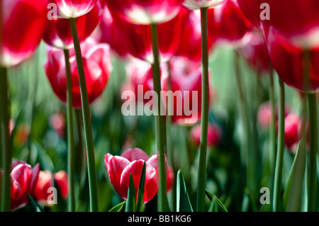 Le Parc de l'indépendance dans les rives du lac de Genève à Morges est rempli de fleurs de tulipes de toutes les formes et couleurs. Banque D'Images