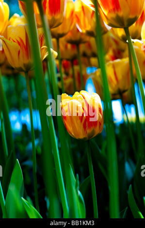 Le Parc de l'indépendance dans les rives du lac de Genève à Morges est rempli de fleurs de tulipes de toutes les formes et couleurs. Banque D'Images