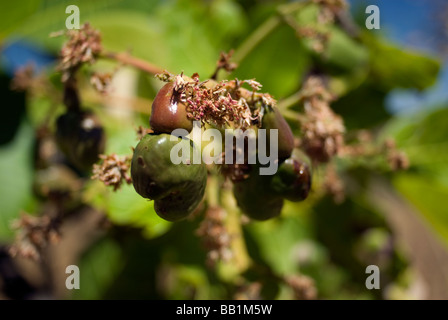 Wild Anacardium occidentale) du cerrado, une vaste région de la savane tropicale du Brésil. Banque D'Images