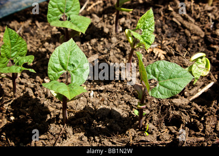 Fève violette des semis de plantes en germination jardin potager bio accueil terrain Banque D'Images