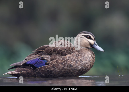 Canard noir Anas superciliosa Pacific Banque D'Images