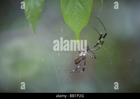 Une araignée sur le web c'est dans le parc national Corcovado, Costa Rica Banque D'Images