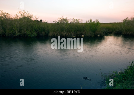 Le Parc National des Everglades Alligator au repos en Floride Banque D'Images