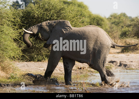 Stop action close up wild en travers de l'éléphant d'éclaboussures d'eau de la rivière de secouer sa tête et queue de haut tronc en mangeant verts Banque D'Images