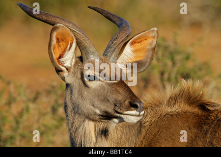 Un jeune homme, de l'antilope koudou (Tragelaphus strepsiceros), Afrique du Sud Banque D'Images