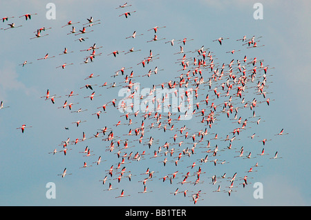 Flamants Roses en koothankulam Thirunelvelli au vol, District, Tamil Nadu Banque D'Images