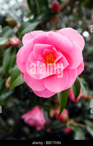 CAMELLIA WILLIAMSII. CRINKLES. Banque D'Images