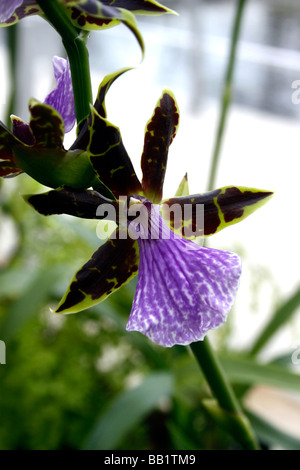 ZYGOPETALUM CLAYI. ORCHID Banque D'Images