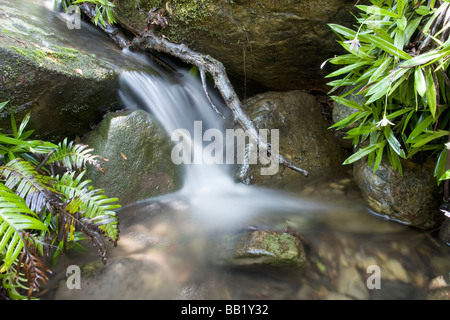 Cours d'eau sur le chemin de Nandi tombe à Monks Cowl, Drakensberg, province de KwaZulu-Natal, Afrique du Sud Banque D'Images