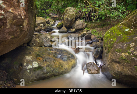 Cascade sur le ruisseau Sterkspruit dans le Drakensberg, Monk's Cowl Réserve Nationale, Kwazulu-Natal, Afrique du Sud Banque D'Images