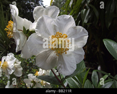 Carpentaria californica (anemone d'arbre) dans un cadre de jardin britannique. Banque D'Images