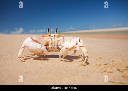 Le crabe fantôme du genre Ocypode sur le sable doré de l'archipel de Bazaruto de la côte de Vilanculos au Mozambique Banque D'Images