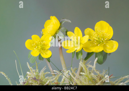 Aconit d'hiver (Eranthis hyemalis, Eranthis hiemalis), la floraison Banque D'Images