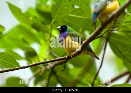 Gouldian Finch Femme Banque D'Images