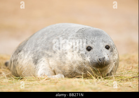 Le phoque gris Donna Nook Banque D'Images