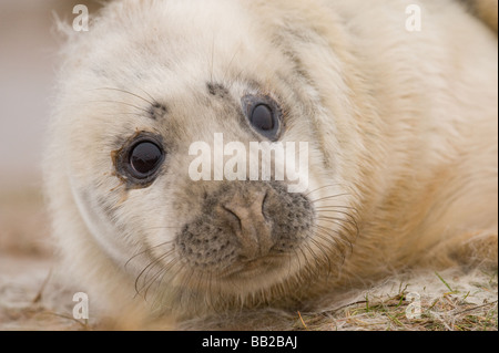 Bébé Phoque gris cub se trouve sur le sable au Donna Nook, Lincolnshire UK. Banque D'Images