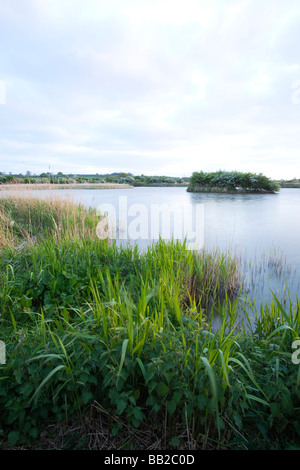 Soirée à l'Extrême Ings National Nature Reserve à Barton upon Humber dans le Nord du Lincolnshire Banque D'Images