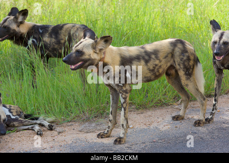 Les chiens sauvages, Lycaon pictus, Kruger National Park, South Africa' Banque D'Images