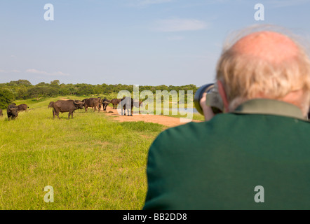 Photographe professionnel prise de photo de l'eau, Syncerus caffer, jeu 'Réserver', 'South Africa' Banque D'Images