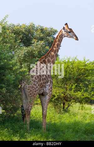 Giraffa Giraffe, camelopardarlis', 'Game', 'South Africa' Banque D'Images