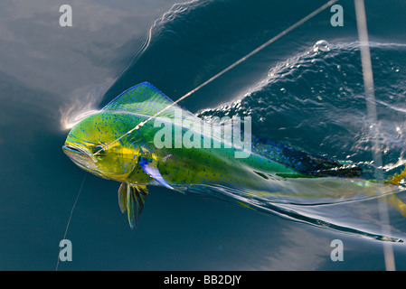 Dorado poisson nageant à la surface avec une ligne de pêche qui sortent de sa bouche Banque D'Images