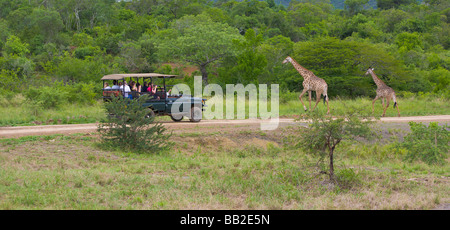 Les gens dans l'affichage du véhicule safari girafes Giraffa, camelopardarlis «, Hluhluwe Game Reserve", KwaZulu Natal, Afrique du Sud" Banque D'Images