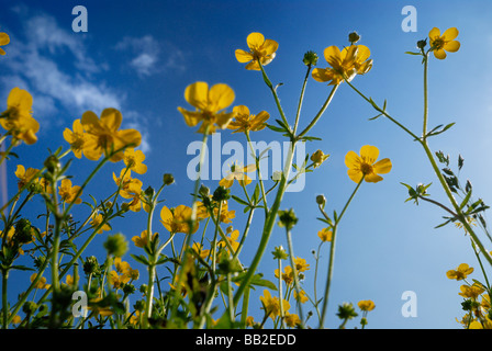 Fleurs renoncule fleurs au printemps Banque D'Images