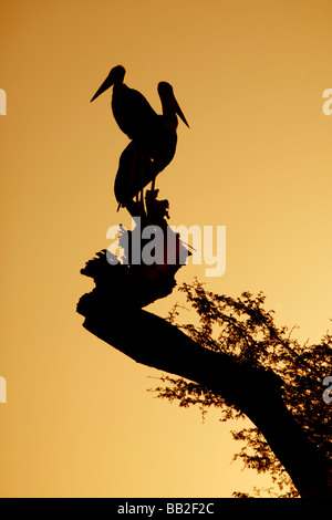 Deux Cigognes marabout sur un tronc d'arbre au coucher du soleil au lac Awassa, Ethiopie Banque D'Images