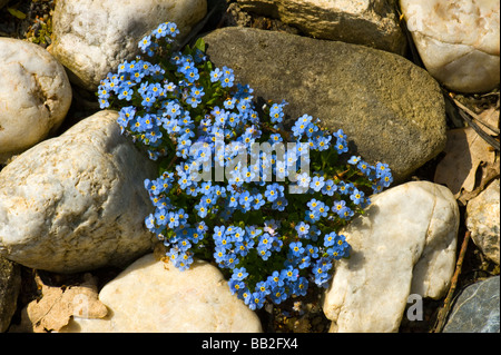Alpine forget-me-not BORAGINACEAE Myosotis Rehsteineri alpes europe Bodensee-Vergissmeinnicht Bodensee Vergissmeinnicht f Alpine Banque D'Images