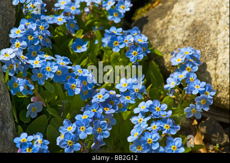 Alpine forget-me-not BORAGINACEAE Myosotis Rehsteineri alpes europe Bodensee-Vergissmeinnicht Bodensee Vergissmeinnicht f Alpine Banque D'Images