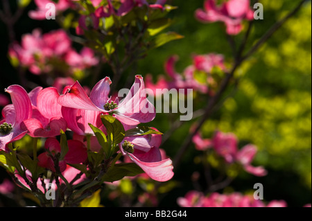 Cornaceae Cornus florida L blumen cornouiller fleuri hartriegel amérique du nord jardin contexte lilas foncé rose rouge soleil soleil vert Banque D'Images