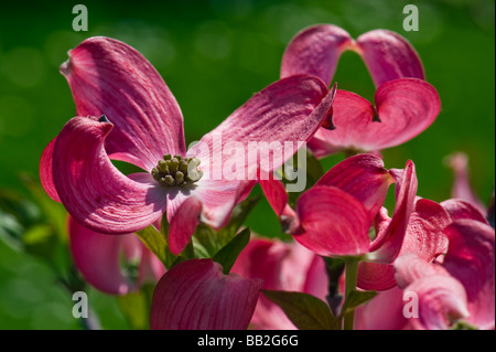 Cornaceae Cornus florida L blumen cornouiller fleuri hartriegel amérique du nord jardin contexte lilas foncé rose rouge soleil soleil vert Banque D'Images